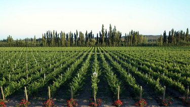 Muchos no lo saben, pero hay bodegas casi centenarias en esa zona de Río Negro.