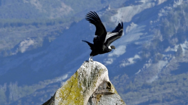 El cóndor andino se organiza en jerarquías. Los machos adultos son los que eligen los lugares para comer y pernoctar. 