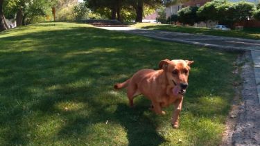 Hoy saludamos Mostaza, que fue adoptado de adulto pero le encanta jugar. ¡Acordate! Podés mandarnos la foto de tu mascota a través de las redes.-