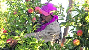Larga la cosecha de manzanas, con precios rebajados en las góndolas