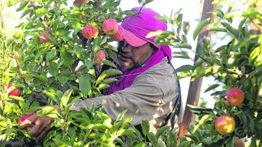 Larga la cosecha de manzanas, con precios rebajados en las góndolas