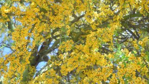 Jardín: diseño de espacios públicos con plantas autóctonas