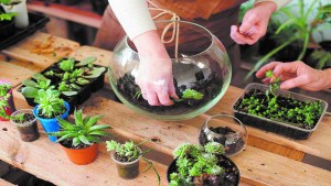 Paso a paso, cómo hacer un terrario para decorar la casa
