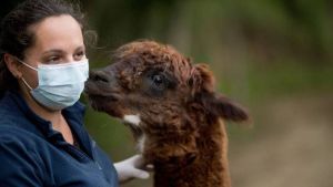 Ganaderos de Chile preocupados por la supuesta aparición del «chupacabras»