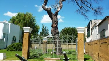 El árbol tiene, al menos, 220 años de antigüedad. Foto: gentileza Conclusión.-