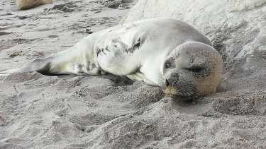 El lobo marino apareció en la playa y los turistas no dudaron en acercarse y filmarlo. Foto Archivo.