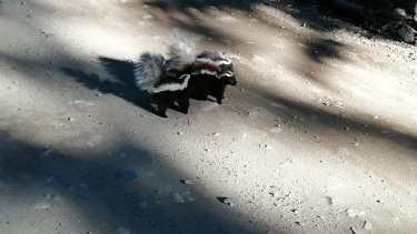 Los pequeños animales carnívoros que paseaban por el camino de Traful. Foto: Gentileza