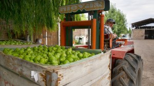 Ley ómnibus: el pedido de aumento de retenciones y qué pasará con la fruticultura