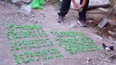Con palas tuvieron que desenterrar la droga. También hallaron varias plantas de marihuana. (fotos: gentileza)