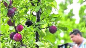 El clima no le hizo bien a la temporada en Río Colorado