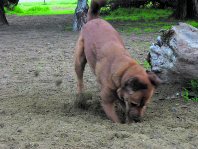 Enterrar piedras y escarbar es un posible síntoma de TOC en el perro.