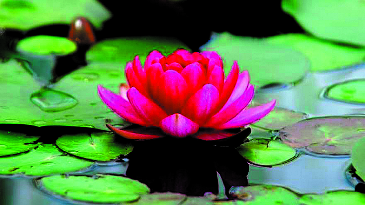 Te gustaría tener una flor de loto en tu jardín? Historia y consejos –  Diario Río Negro
