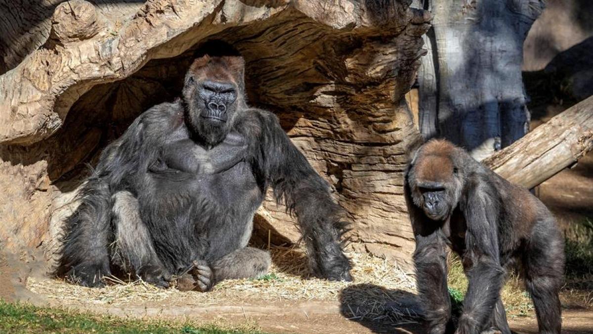 Fueron dos los gorilas en los que se detectó coronavirus. (Gentileza).-