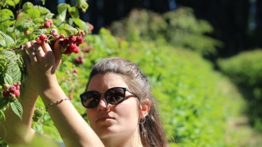 En el vivero Humus, en el camino de los Nogales en El Bolsón, producen plantas de frutos del bosque. Foto: Gentileza