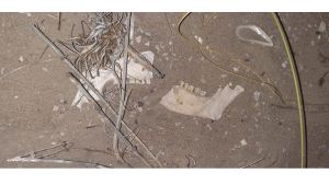 Hallaron restos óseos humanos cerca de Las Grutas, en Piedras Coloradas