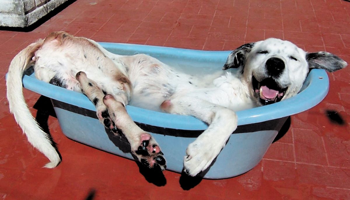 Buscar la manera de refrescar a las mascotas es muy necesario los días de mucho calor.