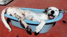 Imagen de Cómo afectan el calor y el sol a las mascotas