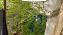 Imagen de Secuestraron 34 plantas de marihuana en allanamientos de Cutral Co y Huincul