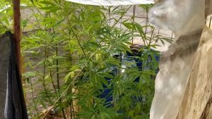 Queman 40 plantas de marihuana en el crematorio de Neuquén 