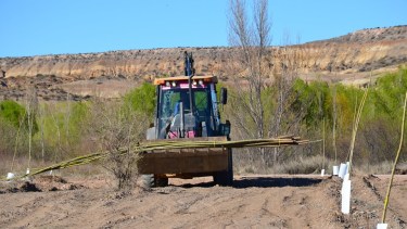 La reforestación con sauces se realizó durante el 2020. Archivo