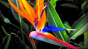 Jardín: ave del paraíso, una llamarada de color