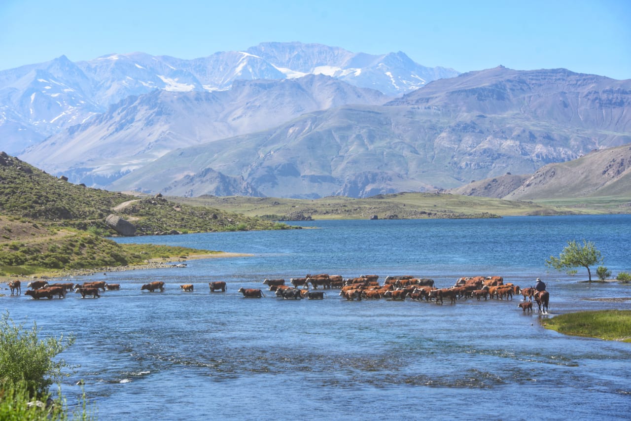 El cruce de un arriero y sus animales en Los Cerrillos. De fondo, la cara norte del volcán Domuyo. Foto: Martín Muñoz