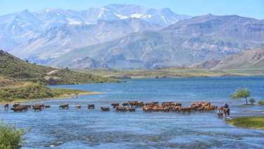 El cruce de un arriero y sus animales en Los Cerrillos. De fondo, la cara norte del volcán Domuyo. Foto: Martín Muñoz