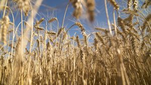 Un trigo transgénico argentino resistente a la sequía fue aprobado por Australia