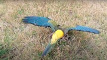 Imagen de Alarma por la mortandad de loros barranqueros en la costa rionegrina