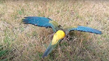 Viedma  - 20/01/2020
Loros moribundos en el Balneario El Condor.

Foto  : Pablo Leguizamon