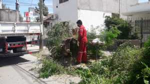 Los fuertes vientos dejaron árboles y postes caídos en Neuquén
