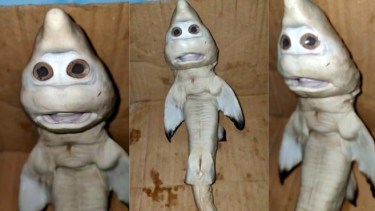 El extraño Baby Shark inundó las redes sociales y sorprendió a más de uno.-