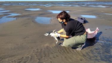 El pingüino fue liberado en su hábitat tras verificar que se encontraba en buen estado. Foto Gentileza Secretaría de Ambiente.