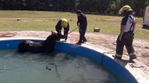 Imagen de Bomberos rescataron a un caballo de una pileta en Roca