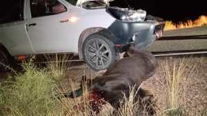 Chocó contra un caballo mientras iba por la Ruta 17, cerca de Huincul