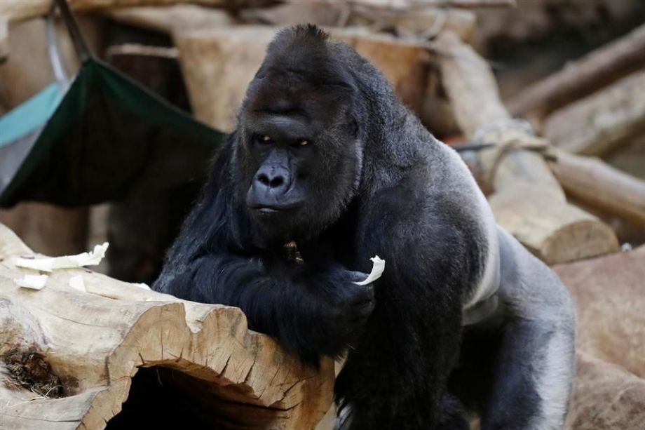 El gorila Richard "está cansado y perdió el apetito", dicen sus cuidadores.-