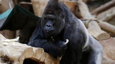 El gorila Richard "está cansado y perdió el apetito", dicen sus cuidadores.-