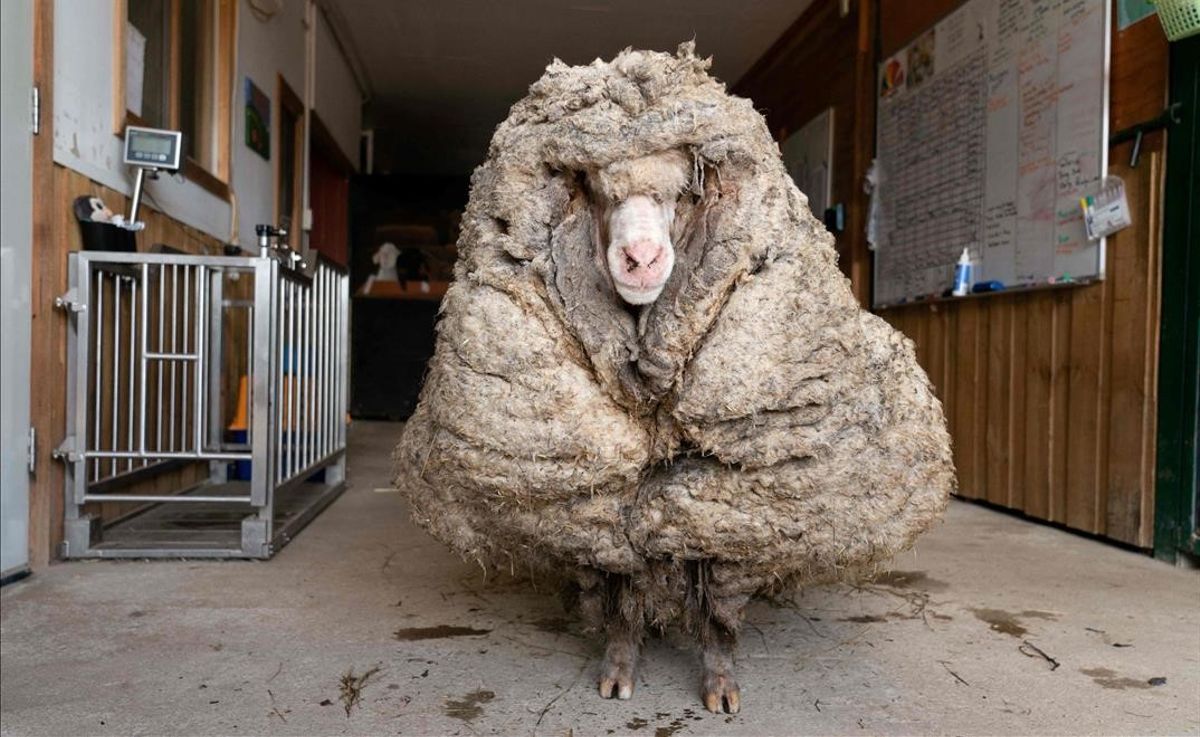 Una oveja australiana fue despojada de 35 kilos de pelaje. 