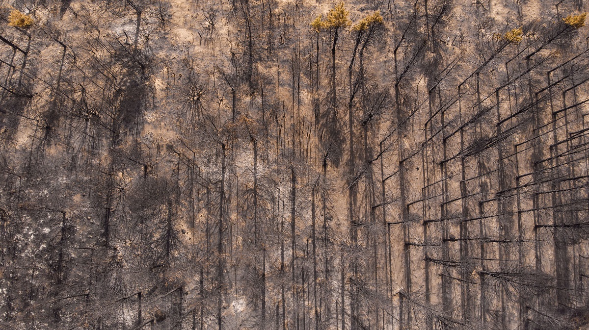 El incendio forestal en Cuesta del Ternero comenzó el 24 de enero. Foto: archivo