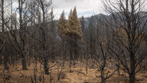 El riesgo de nuevos incendios no se disipa en los bosques de El Bolsón