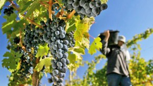 La cosecha de uvas para vinificar avanza a paso firme en territorio mendocino
