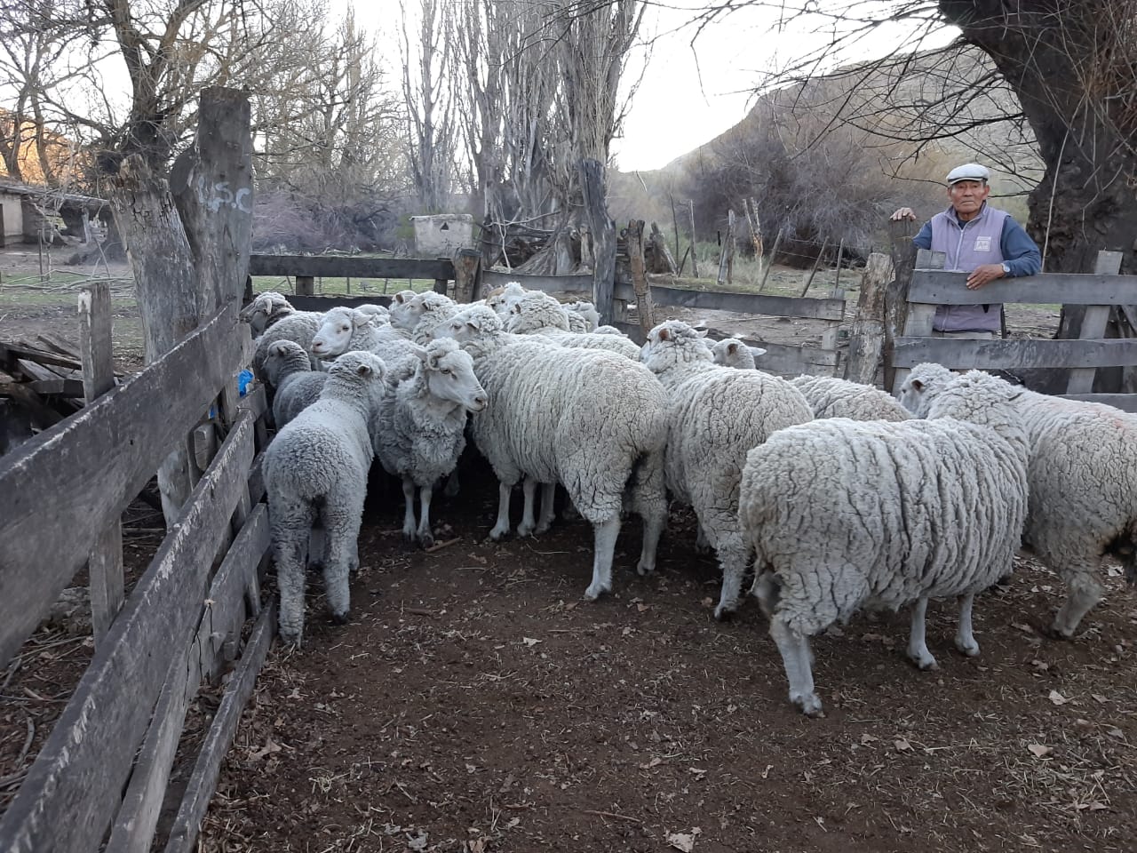 Más de 2.000 ovinos fueron vacunados en esta nueva campaña realizada por Salud. (foto: gentileza).