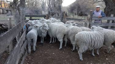 Más de 2.000 ovinos fueron vacunados en esta nueva campaña realizada por Salud. (foto: gentileza).