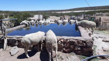 El agua es fundamental para la vida. A muchos productores se les dificulta poder extraerla de los aljibes. Foto: gentileza.  