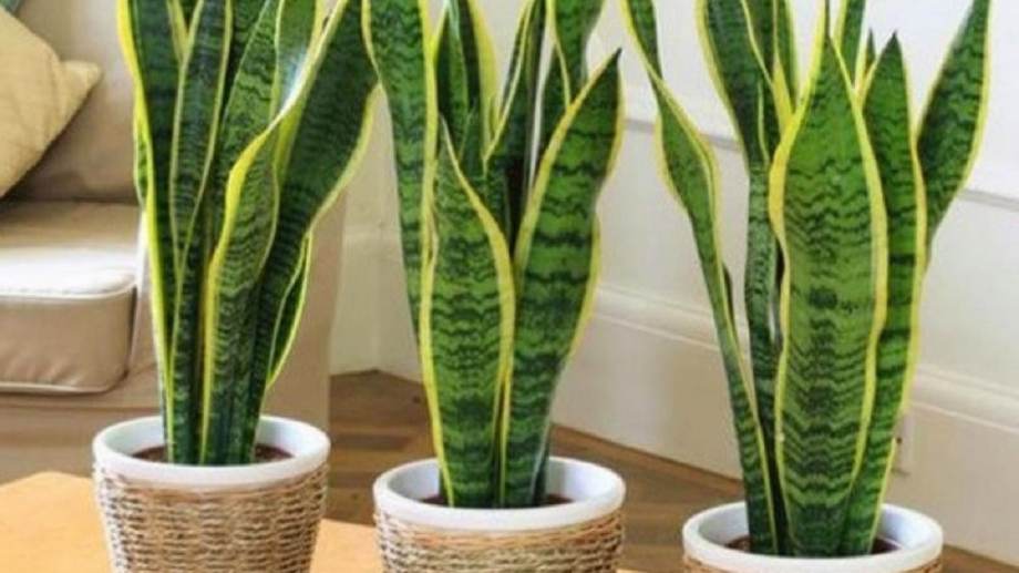 Jardín: Espadas de San Jorge, vistosas y fáciles de cuidar