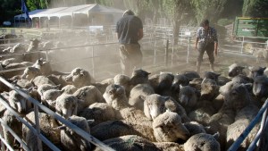 Empieza la Expo Rural de Bariloche: mirá el programa