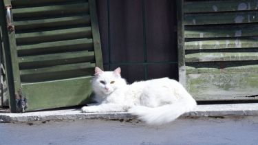 Hoy saludamos a un michi remolón que le gusta el sol. ¡Acordate! Podés seguir mandando las fotos de tu mascota.-