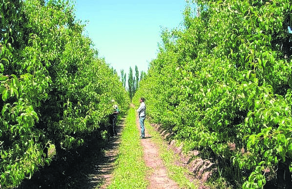 Las plantaciones de peras, en una de las explotaciones que tiene Emelka.