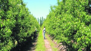 Sabbag compró las chacras y galpones de Mocciola en Valle Medio
