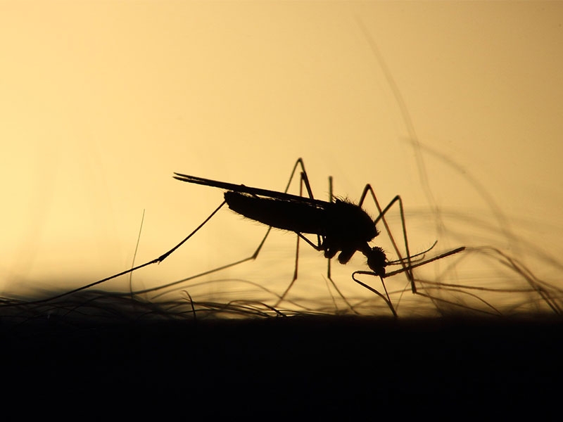 Los casos de dengue se multiplicaron en las últimas semanas. 